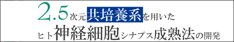 2.5次元共培養系を用いたヒト神経細胞シナプス成熟法の開発