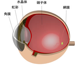 白内障