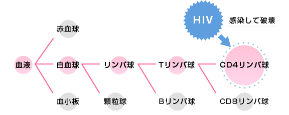 HIVとそのはたらき