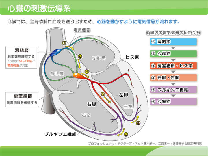 刺激伝導系