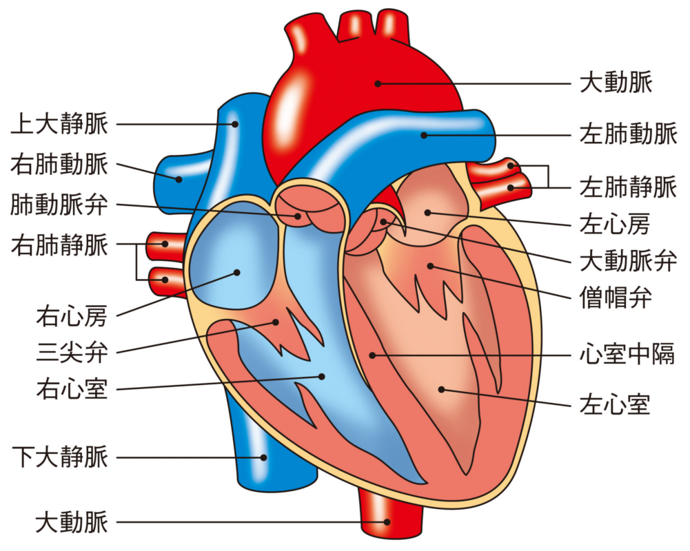 治療