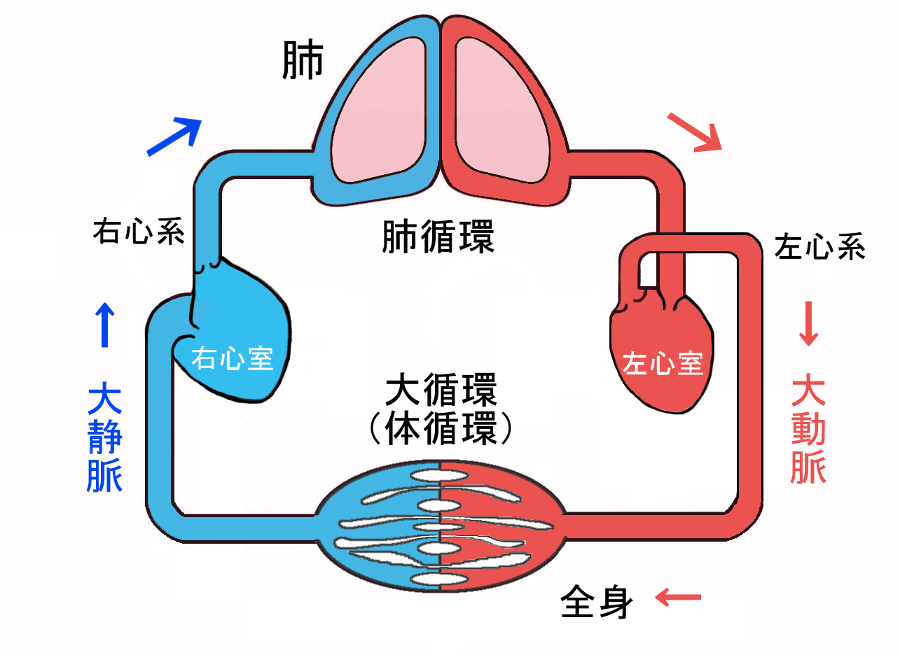 治療